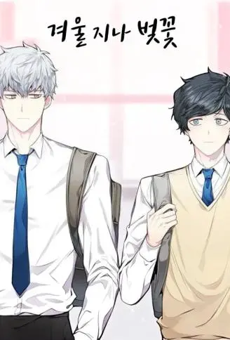 冬日后的樱花 WB版漫画